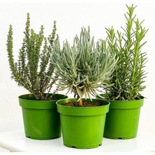 Mythriva Serada Decor & Plant Aromatik Bitki Seti, Lavanta Biberiye Kekik, 3'lü Set, Saksılı