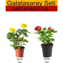 Mythriva Nura Botanik 2'li Takım Seti Sarı-Kırmızı Gül Dış Mekan Bitkisi, 20-50 cm