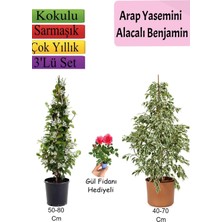 Mythriva Nura Botanik Beyaz Alacalı Benjamin Bitkisi, Arap Yasemini, Gül Fidanı Hediyeli, 3'lü Set