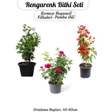 Mythriva Gardenbox Ağaç Şakayığı, Filbahri, Kokulu Isparta Gülü, Kırmızı Begonvil Çiçeği Seti, 40-60 cm