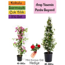 Mythriva Nura Botanik Kokulu Arap Yasemini, Pembe Begonvil, Mini Gül 3'lü Bahçe Seti, 40-80 cm