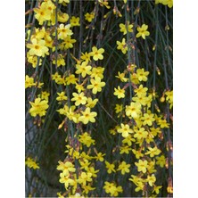 Mythriva Nura Botanik Çalı Yasemin Sarı Yasemin Fidanı, 80-120 Cm, 1 Adet Tüplü Jasminum Nudiflorum