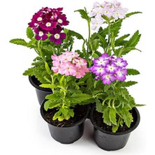 Mythriva Nura Botanik Verbena Hybrida Karışık Renkli Yer Yasemini, 10 Adet Tüplü Çiçekli Bodur Bitki, 5-15 cm