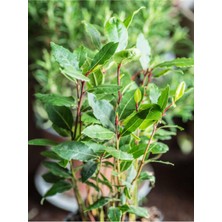 Mythriva Nura Botanik Defne Fidanı Bitkisi, 1 Adet Tüplü, 40-60 Cm, Dış Mekan Bitkisi, Laurus Nobilis