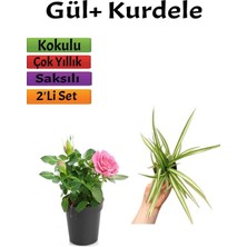 Mythriva Serada Decor & Plant Pembe Gül Fidanı + Kurdele Çiçeği, 10-20 Cm, Saksılı, Çok Renkli, 2'li Set