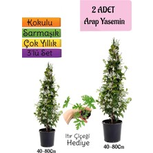 Mythriva Serada Decor & Plant Kokulu Arap Yasemini Fidanı, 2 Adet Saksılı + Itır Çiçeği Hediye, 3'lü Peyzaj Seti, 40-80 cm