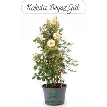 Mythriva Nura Botanik Canlı Beyaz Gül Fidanı, 30-40 Cm, Saksıda Bahçe Çiçeği