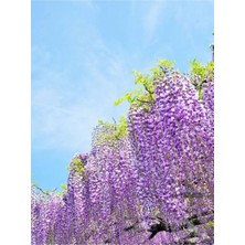 Mythriva Nura Botanik Mor Salkım, 45-60 Cm, Saksılı Dış Mekan Bodur Bitkisi, Wisteria