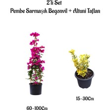 Mythriva Serada Decor & Plant Pembe Sarmaşık Begonvil Çiçeği + Altuni Taflan Saksılı Dış Mekan Bitkileri, 2'li Set