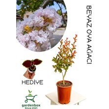 Mythriva Nura Botanik Beyaz Oya Ağacı, 30-60 Cm, Saksılı Bahçe Bitkisi, Yaprak Güzeli Kombinesi, Çok Renkli