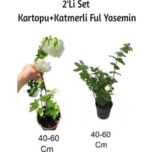 Mythriva Serada Decor & Plant Kartopu Katmerli Ful Yasemin Çiçeği 2'li Set, 40-60 Cm, Çok Renkli, Dış Mekan Bitkisi