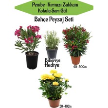 Mythriva Bahçe Seti 1 Adet Pembe 1 Adet Kırmızı Zakkum+ 1 Adet Sarı Gül+ Hediye Biberiye, BTSNN23032451