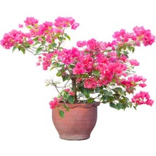 Mythriva Nura Botanik Pembe Begonvil Fidanı, 40-60 Cm, 1 Adet Saksılı Çiçekli Bahçe Teras Bitkisi