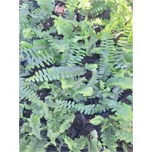 Mythriva Serada Decor & Plant Uzayan Aşk Merdiveni Bitkisi, Panjur Çiçeği, Dış Mekan Bitkisi, Çok Renkli