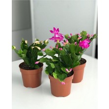 Mythriva Bitkim Sende Pembe Yılbaşı Çiçeği, 3 Adet Saksılı, 10-15CM, Iç Mekan Salon Bitkisi, Rhipsalidopsis