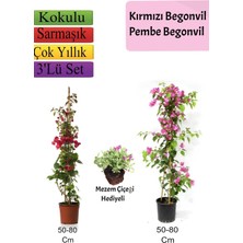 Mythriva Nura Botanik Kırmızı Pembe Begonvil Mezem Çiçeği Hediyeli, 50-80 cm