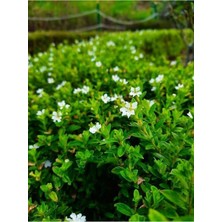 Mythriva Serada Decor Plant Kufeya Cennet Çiçeği Beyaz-Mor Set, Cuphea Hyssopifolia, 20-30CM