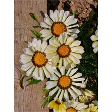 Mythriva Gardenbox Beyaz Gazanya Çiçeği, 1 Adet, Saksılı, 15-25 cm