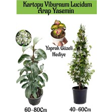 Mythriva Bitkim Sende Kartopu Viburnum Kokulu Arap Yasemini Yaprak Güzeli Bahçe Bitkisi Seti, 2 Adet