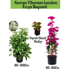 Mythriva Nura Botanik Kartopu Viburnum, Fuşya Begonvil, Yaprak Güzeli Hediye Bahçe Bitkisi Seti, Çok Renkli