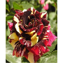 Mythriva Nura Botanik Sihirbaz Gül Fidanı, Çift Renk, 40-60CM, Saksılı