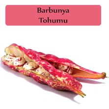 Mythriva Zencefil Organik Barbunya Tohumu 1 Paket (10GR=10+ Adet) Barbunya Fasulyesi Tohumu