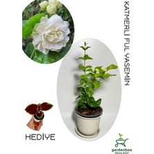 Mythriva Nura Botanik Katmerli Yoğun Kokulu Yasemin Çiçeği, Saksılı, 30-60 Cm, Bahçe Balkon Çiçeği