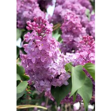 Mythriva Nura Botanik Kokulu Leylak Çiçeği Fidanı, 1 Adet Saksılı, 30-60CM, Bahçe Çiçeği (Syringa)