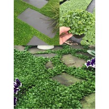 Mythriva Gardenbox Farklı Tür Zemin Örtücü Bitki, 1 Adet Saksılı Fare Kulağı, 10-15CM