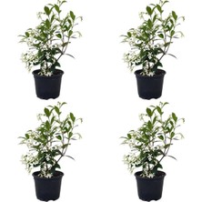 Mythriva Bitkim Sende Mis Kokulu Arap Yasemini, 4 Adet, 40-60CM, Saksılı