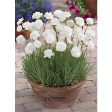 Mythriva Gardenbox Beyaz Kokulu Karanfil Çiçeği, Iç Dış Mekan Uygun, 15-25 cm