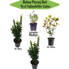 Mythriva Nura Botanik Bahçe Seti, 2 Adet Yeşil Taflan, 1 Adet Alev Çalısı, Hediye Lavanta