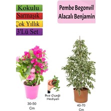 Mythriva Gardenbox Beyaz Alacalı Benjamin Bitkisi, Pembe Bodur Begonvil, Buz Çiçeği Hediyeli, 3'lü Set
