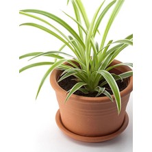 Mythriva Serada Decor & Plant Kurdele Çiçeği 20-40 cm Salon Dekoratif Çiçeği