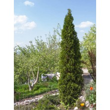Mythriva Serada Decor & Plant Kara Servi Mezarlık Servisi, 35-45 Cm, Saksılı Dış Mekan Bitkisi, Cupressus Sempervirens