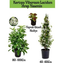 Mythriva Nura Botanik Kartopu Viburnum, Arap Yasemini, Yaprak Güzeli Bahçe Bitkisi Seti, 3 Adet