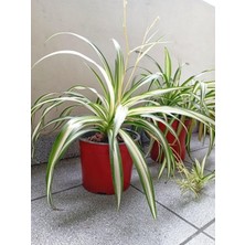 Mythriva Nura Botanik Kurdele Çiçeği, 1 Adet Saksılı, 25-40CM, Chlorophytum Comosum