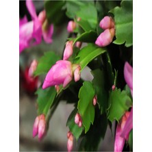 Mythriva Kampanyalı Schlumbergera 'pink' Kaktüs Pembe Yılbaşı Çiçeği Yıllık Bitki Iç Mekan Bitkisi