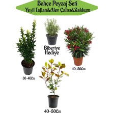 Mythriva Nura Botanik Bahçe Seti, Yeşil Taflan, Alev Çalısı, Kırmızı Zakkum, Hediye Biberiye, 30-50CM