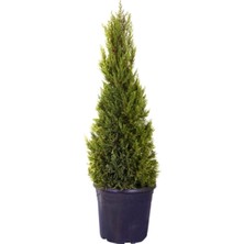 Mythriva Nura Botanik Limon Çamı Servi, 1 Adet Saksılı, 30-60 Cm, Dış Mekan Bitkisi, Cupressus Macrocarpa