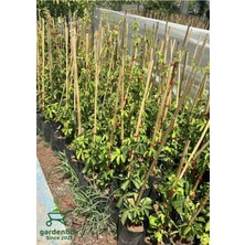 Mythriva Serada Decor & Plant Amerikan Sarmaşığı, Kışın Kırmızı Renk, 45-70CM, Saksılı