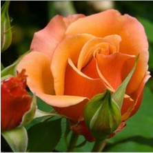 Mythriva Gardenbox Narçiçeği Yediveren Kokulu Gül Fidanı, Saksılı, 10-15CM, Pomegranate Blossom Rose