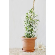 Mythriva Serada Decor & Plant Arap Yasemin, Saksılı Dış Mekan Sarmaşık Bitkisi, 80-100 Cm, Çok Renkli