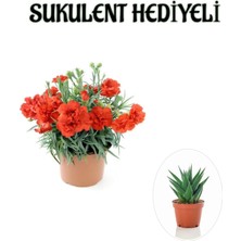 Mythriva Nura Botanik Kırmızı Karanfil Çiçeği, Sukulent Hediyeli, Çiçekli Bodur Bitki