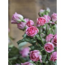 Mythriva Gardenbox Pembe Yediveren Mis Kokulu Gül Fidanı, 2 Adet, Saksılı, 50-70 cm