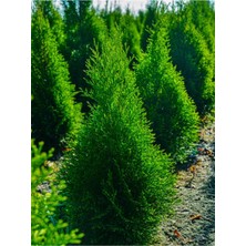 Mythriva Gardenbox Limon Çamı Limoni Servi, 70-80 Cm, Saksılı Dış Mekan Bitkisi, Cupressus Macrocarpa