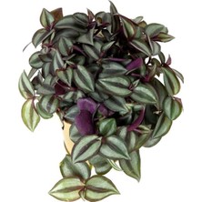 Mythriva Nura Botanik Zebra Alacalı Telgraf Çiçeği, Tradescantia Zebrina, 1 Adet Saksılı, 30-40CM