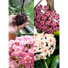 Mythriva Nura Botanik Kokulu Mum Çiçeği Bitkisi (Hoya) 4 Adet Saksılı 10-20CM Iç Mekan Salon Bitkisi