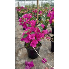 Mythriva Nura Botanik Sarmaşık Begonvil Çiçeği, Fuşya Renk, 40-50CM