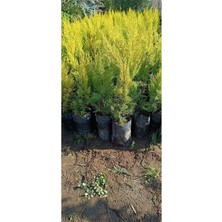 Mythriva Nura Botanik Limoni Servi Çamı, 1 Adet Saksılı Tüplü, 30-60CM, Çok Renkli, Bahçe Bitkisi
